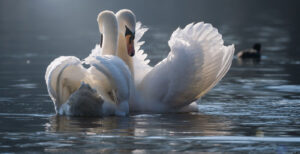 Monogamie of Open Relatie?