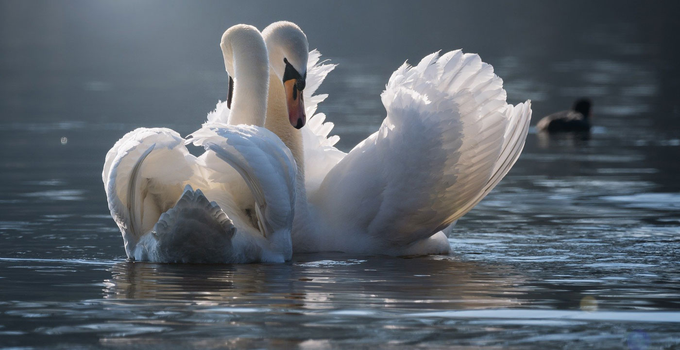 Monogamie of Open Relatie? Waar ligt de weg voor jullie? - Qruun Schram