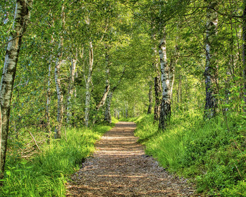 Wandelcoaching